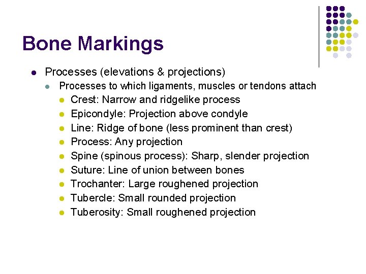 Bone Markings l Processes (elevations & projections) l Processes to which ligaments, muscles or