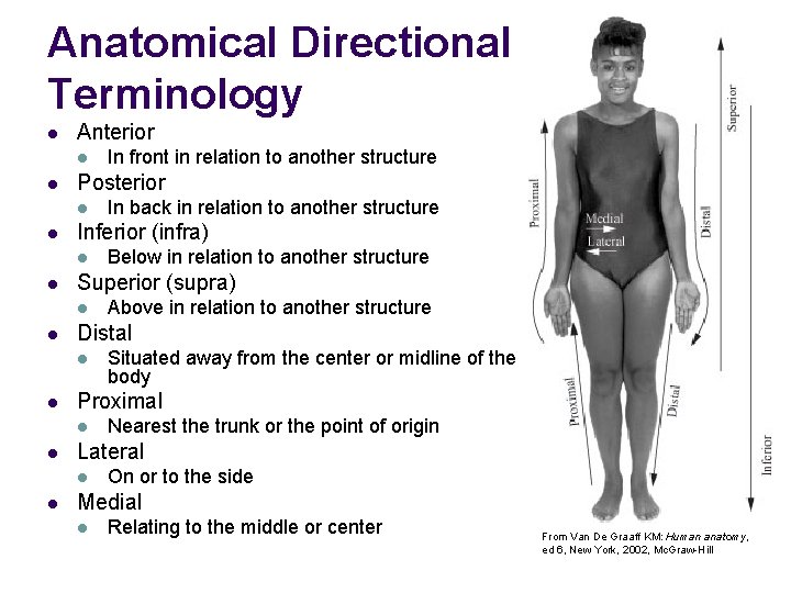 Anatomical Directional Terminology l Anterior l l Posterior l l Nearest the trunk or