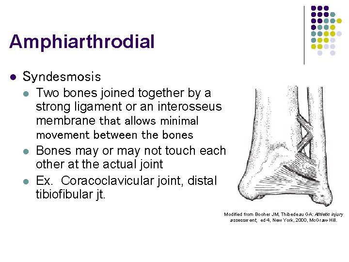 Amphiarthrodial l Syndesmosis l l l Two bones joined together by a strong ligament