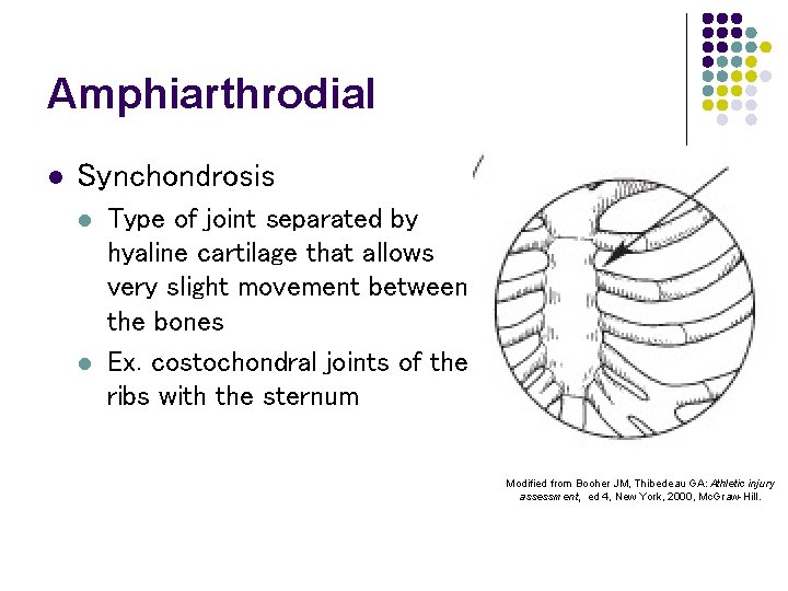 Amphiarthrodial l Synchondrosis l l Type of joint separated by hyaline cartilage that allows