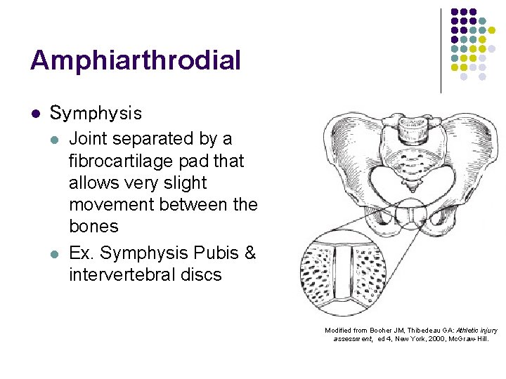 Amphiarthrodial l Symphysis l l Joint separated by a fibrocartilage pad that allows very