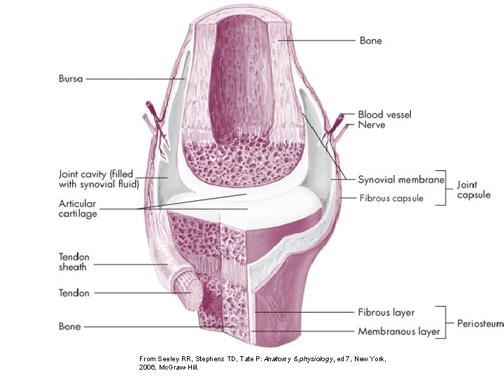 From Seeley RR, Stephens TD, Tate P: Anatomy & physiology, ed 7, New York,