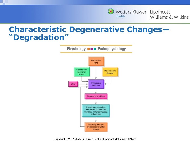 Characteristic Degenerative Changes— “Degradation” Copyright © 2014 Wolters Kluwer Health | Lippincott Williams &