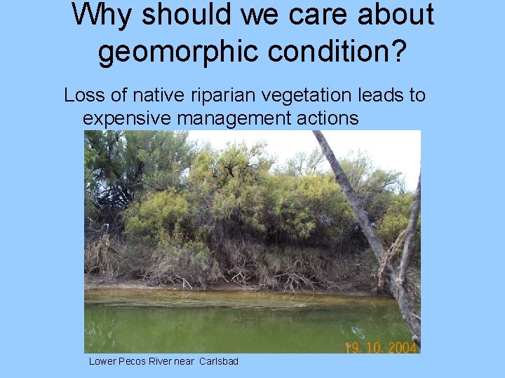Why should we care about geomorphic condition? Loss of native riparian vegetation leads to