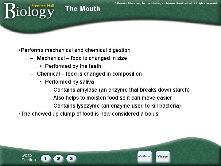 The Mouth • Performs mechanical and chemical digestion – Mechanical – food is changed