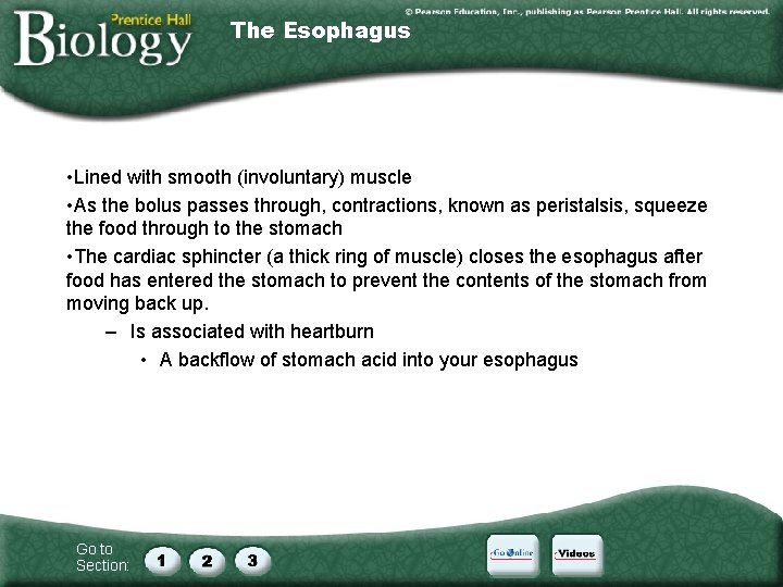 The Esophagus • Lined with smooth (involuntary) muscle • As the bolus passes through,