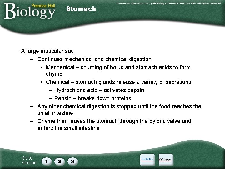 Stomach • A large muscular sac – Continues mechanical and chemical digestion • Mechanical