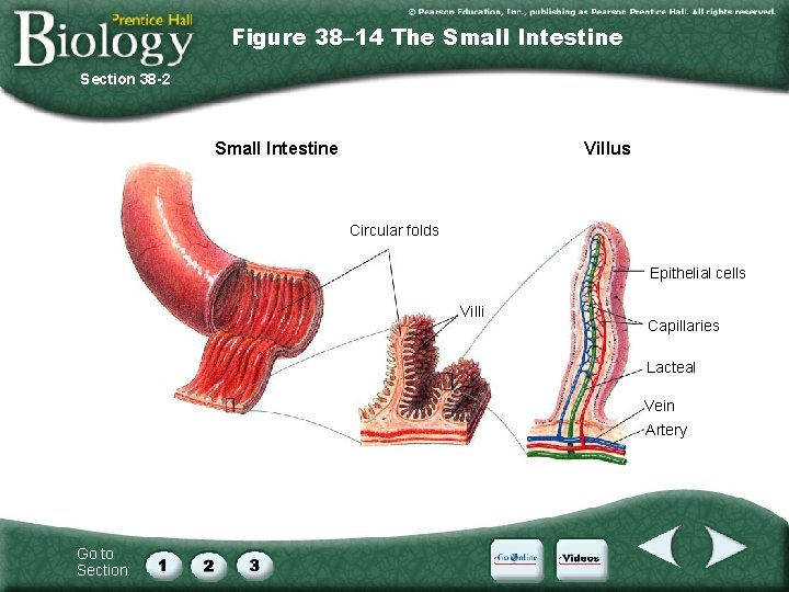 Figure 38– 14 The Small Intestine Section 38 -2 Villus Small Intestine Circular folds