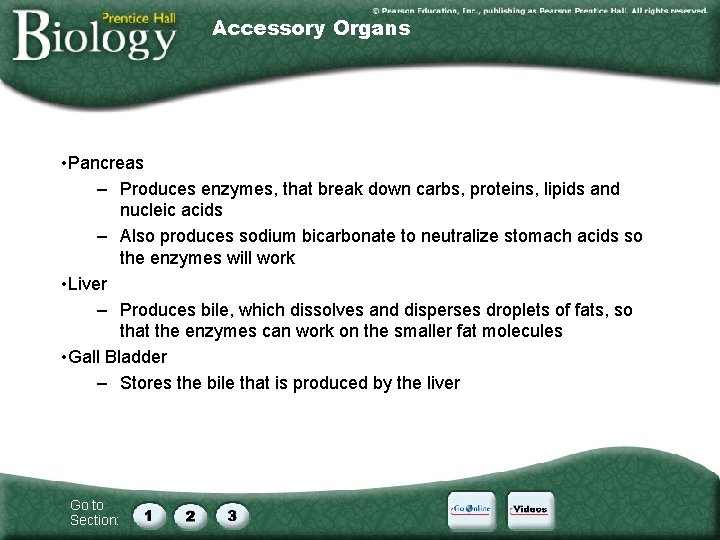 Accessory Organs • Pancreas – Produces enzymes, that break down carbs, proteins, lipids and