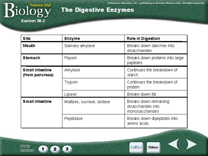 The Digestive Enzymes Section 38 -2 Site Enzyme Role in Digestion Mouth Salivary amylase