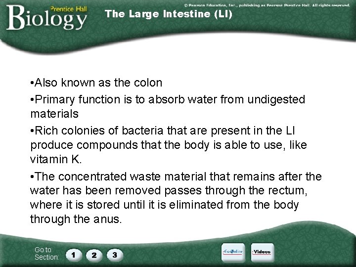 The Large Intestine (LI) • Also known as the colon • Primary function is