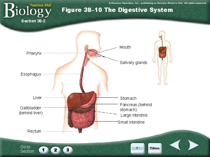 Figure 38– 10 The Digestive System Section 38 -2 Mouth Pharynx Salivary glands Esophagus