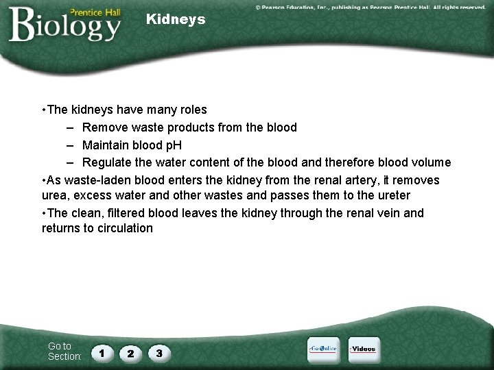 Kidneys • The kidneys have many roles – Remove waste products from the blood