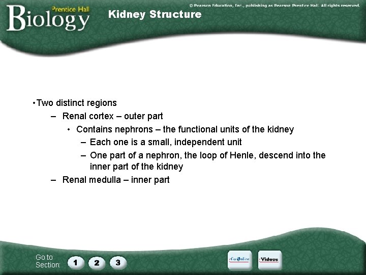 Kidney Structure • Two distinct regions – Renal cortex – outer part • Contains