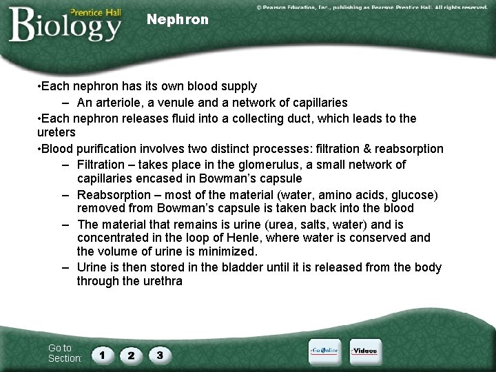 Nephron • Each nephron has its own blood supply – An arteriole, a venule