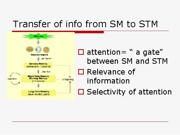 Transfer of info from SM to STM o attention= “ a gate” between SM