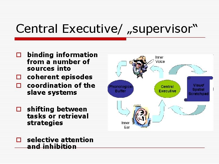 Central Executive/ „supervisor“ o binding information from a number of sources into o coherent