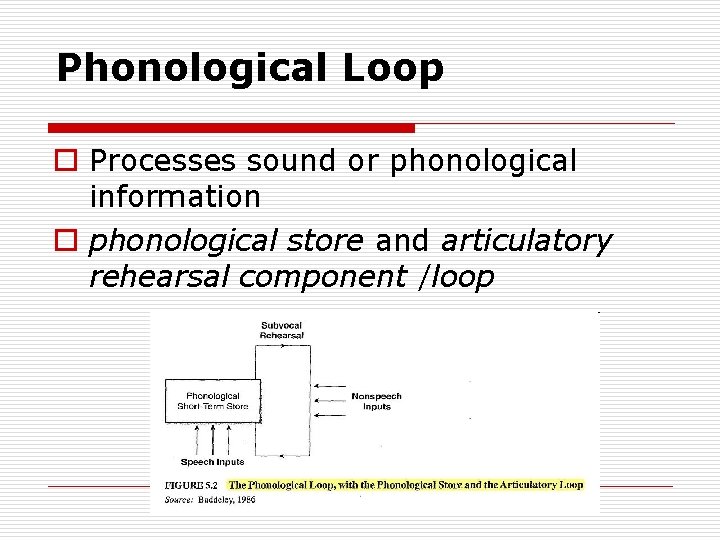 Phonological Loop o Processes sound or phonological information o phonological store and articulatory rehearsal