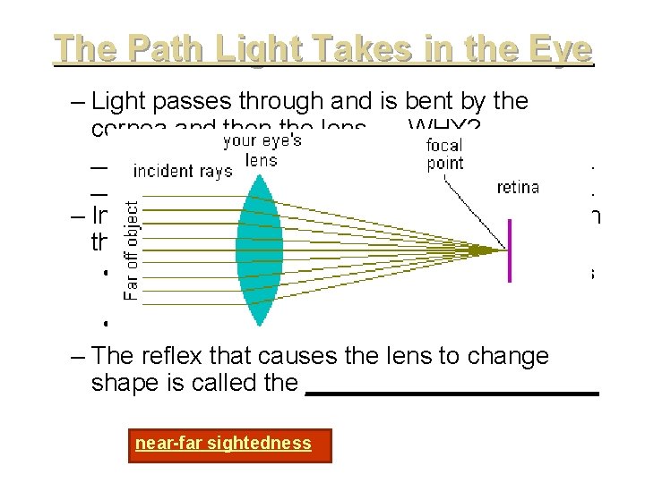 The Path Light Takes in the Eye – Light passes through and is bent