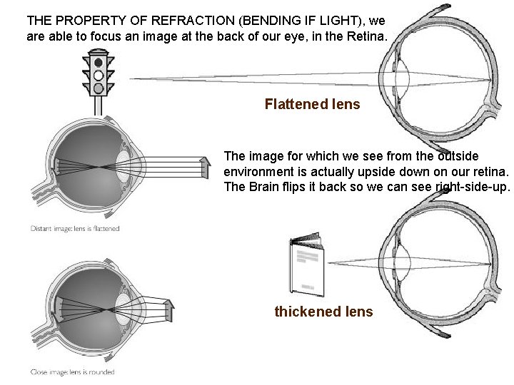 ugh THE PROPERTY OF REFRACTION (BENDING IF LIGHT), we are able to focus an