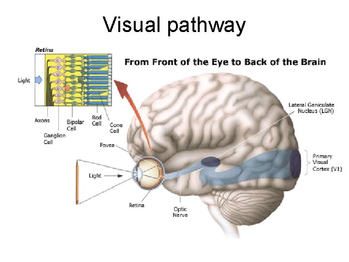 Visual pathway 