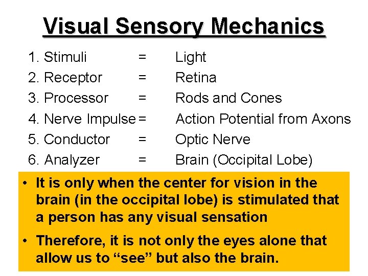 Visual Sensory Mechanics 1. Stimuli = 2. Receptor = 3. Processor = 4. Nerve