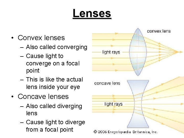 Lenses • Convex lenses – Also called converging – Cause light to converge on