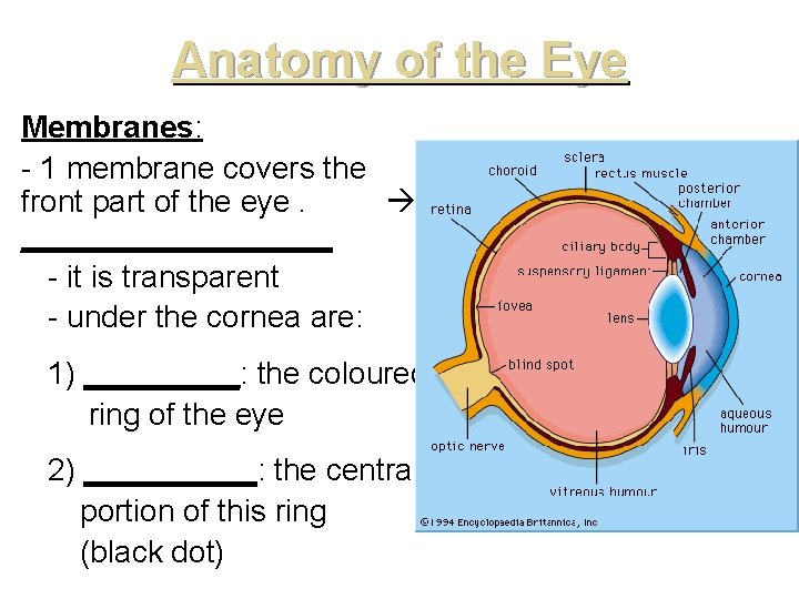 Anatomy of the Eye Membranes: - 1 membrane covers the front part of the