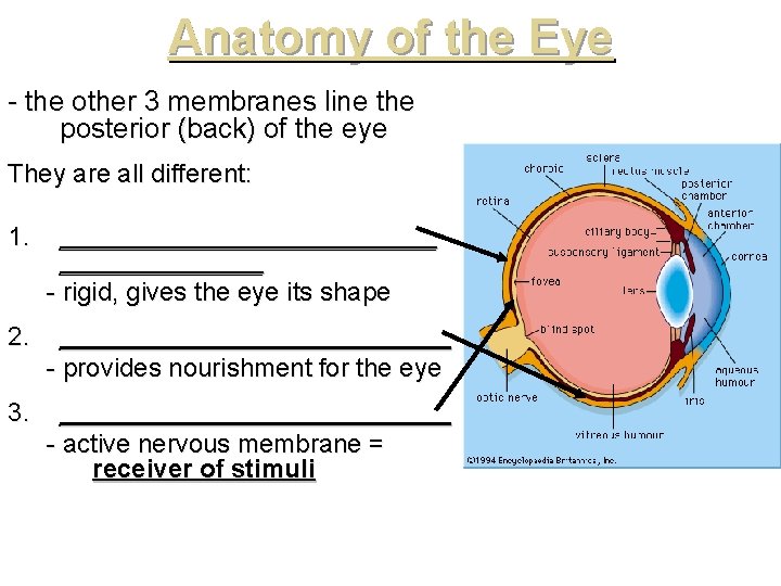 Anatomy of the Eye - the other 3 membranes line the posterior (back) of