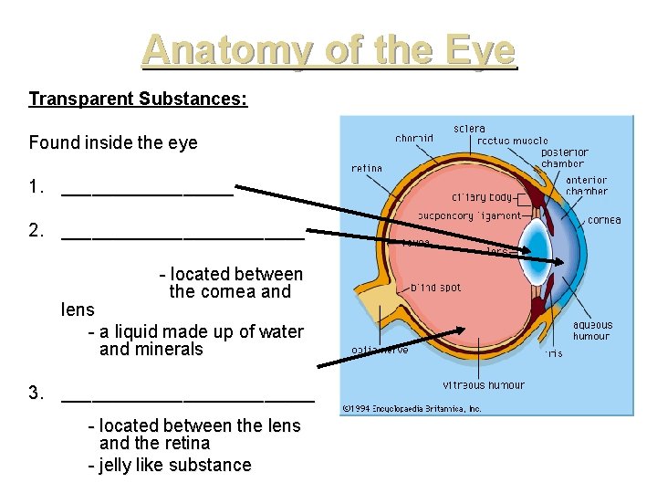 Anatomy of the Eye Transparent Substances: Found inside the eye 1. _________ 2. ____________