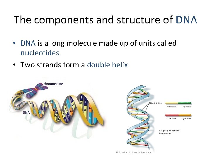 The components and structure of DNA • DNA is a long molecule made up
