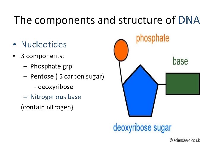 The components and structure of DNA • Nucleotides • 3 components: – Phosphate grp