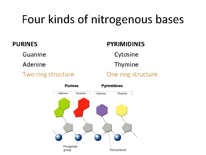 Four kinds of nitrogenous bases PURINES Guanine Adenine Two ring structure PYRIMIDINES Cytosine Thymine