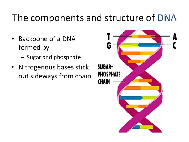 The components and structure of DNA • Backbone of a DNA formed by –