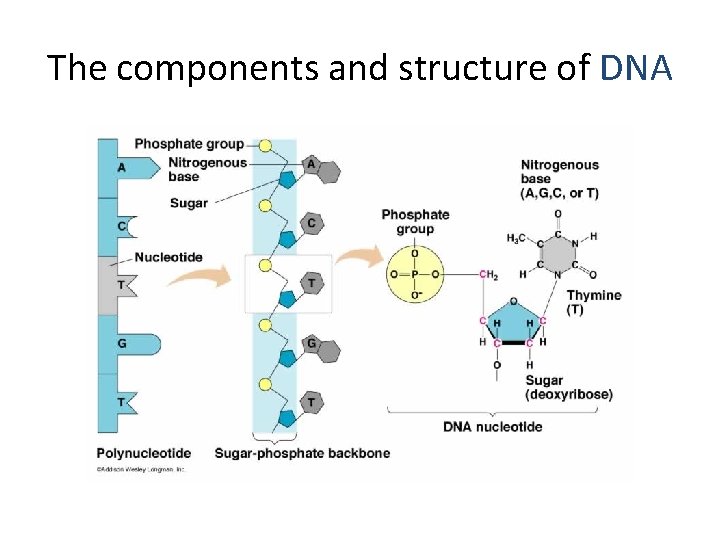 The components and structure of DNA 