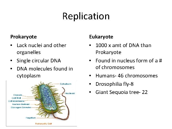 Replication Prokaryote Eukaryote • Lack nuclei and other organelles • Single circular DNA •