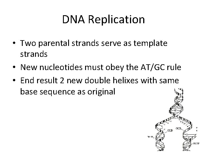 DNA Replication • Two parental strands serve as template strands • New nucleotides must