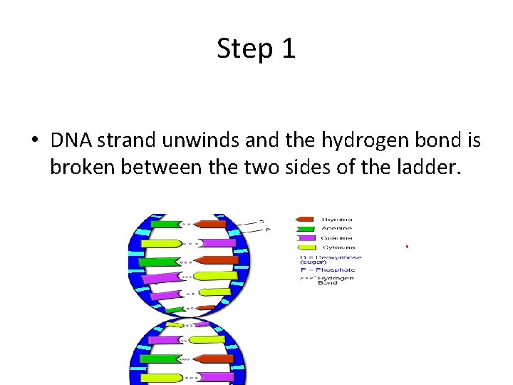Step 1 • DNA strand unwinds and the hydrogen bond is broken between the