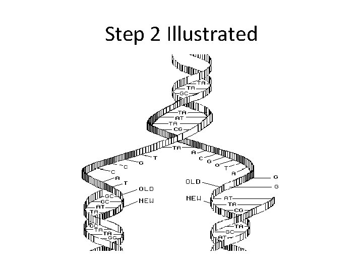 Step 2 Illustrated 
