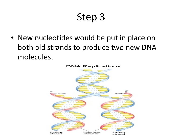 Step 3 • New nucleotides would be put in place on both old strands