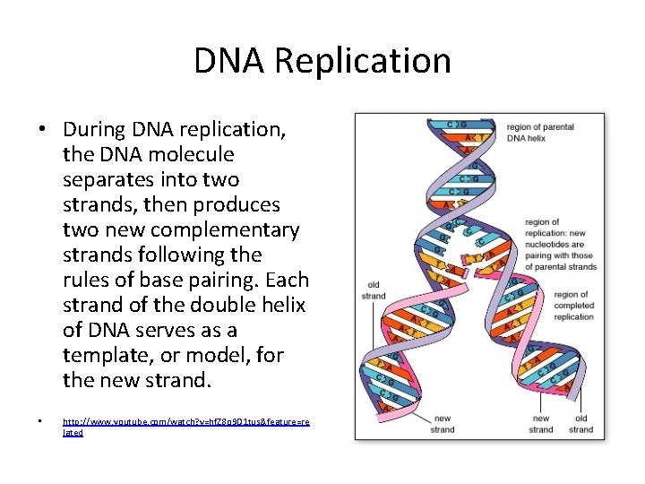 DNA Replication • During DNA replication, the DNA molecule separates into two strands, then