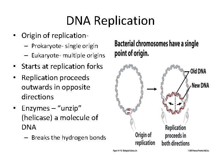 DNA Replication • Origin of replication– Prokaryote- single origin – Eukaryote- multiple origins •