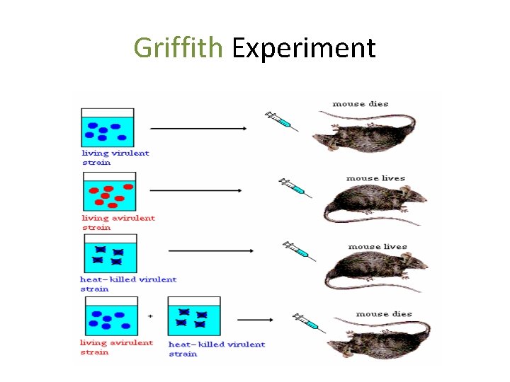 Griffith Experiment 