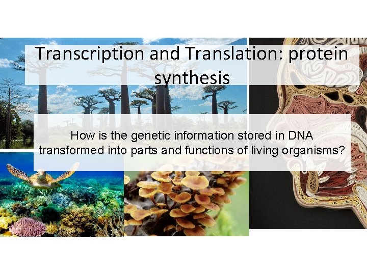 Transcription and Translation: protein synthesis How is the genetic information stored in DNA transformed
