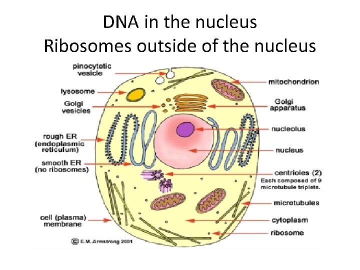 DNA in the nucleus Ribosomes outside of the nucleus 