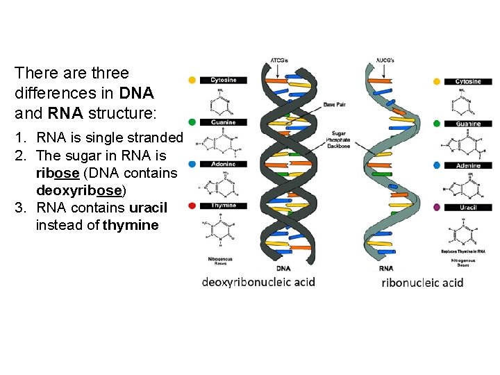 There are three differences in DNA and RNA structure: 1. RNA is single stranded