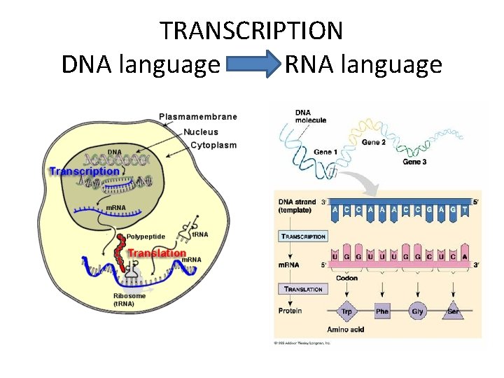 TRANSCRIPTION DNA language RNA language 