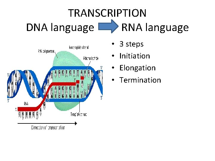 TRANSCRIPTION DNA language RNA language • • 3 steps Initiation Elongation Termination 