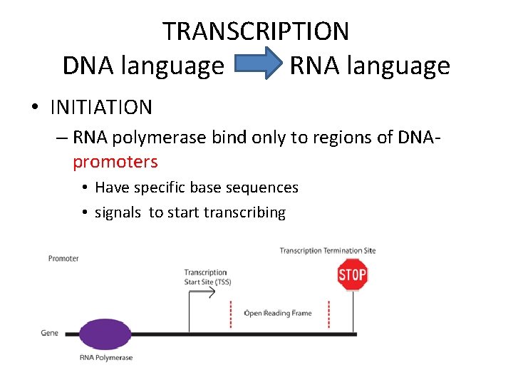 TRANSCRIPTION DNA language RNA language • INITIATION – RNA polymerase bind only to regions