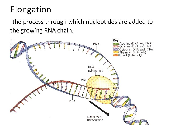 Elongation the process through which nucleotides are added to the growing RNA chain. 